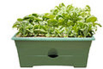 container gardening ideas